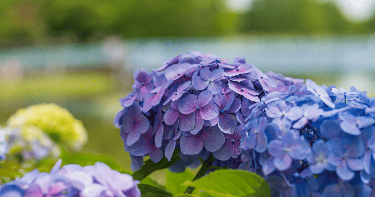 紫色の紫陽花のアップ