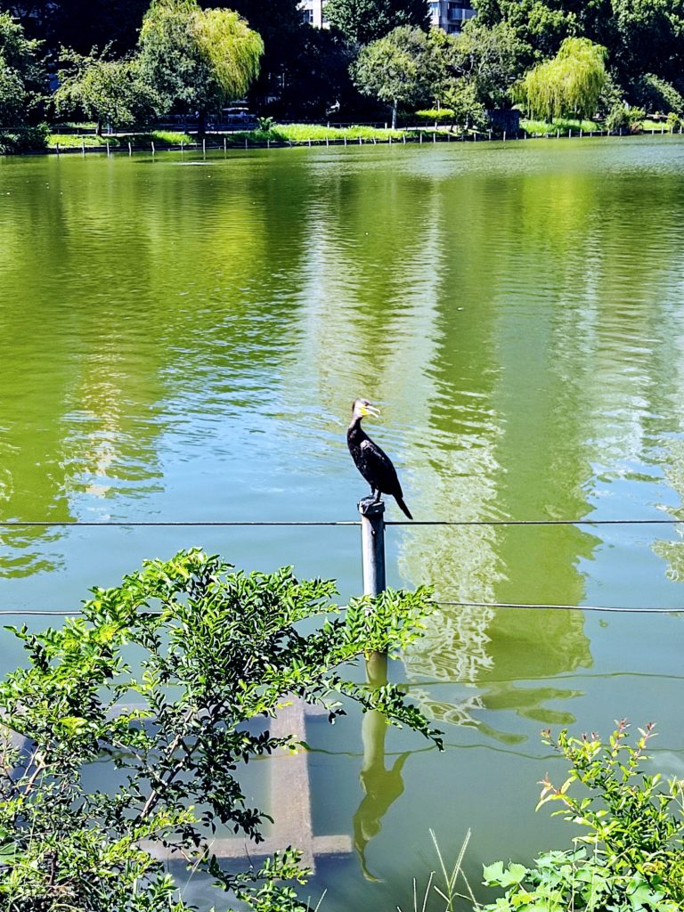 不忍池の鵜。