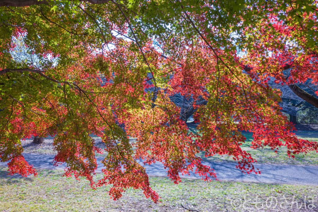 国営昭和記念公園の紅葉。