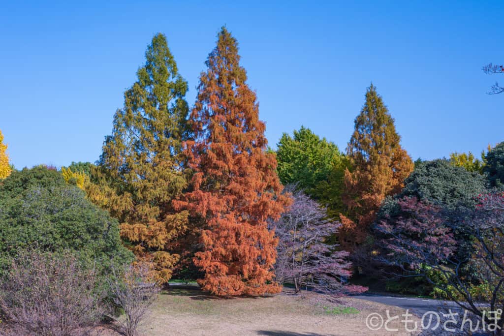 国営昭和記念公園の紅葉。