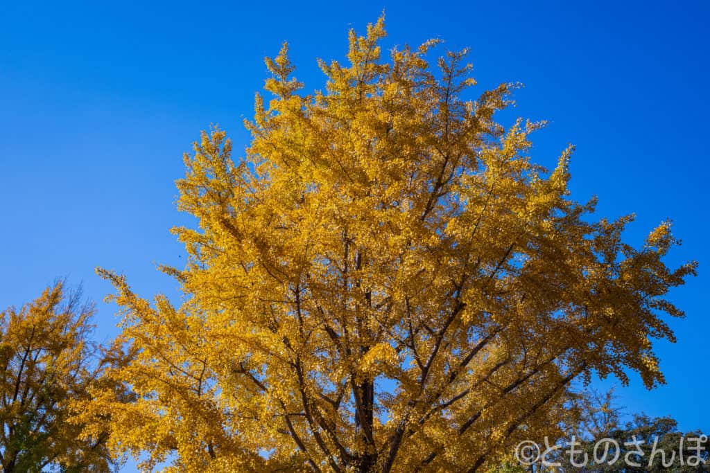 国営昭和記念公園の黄葉。