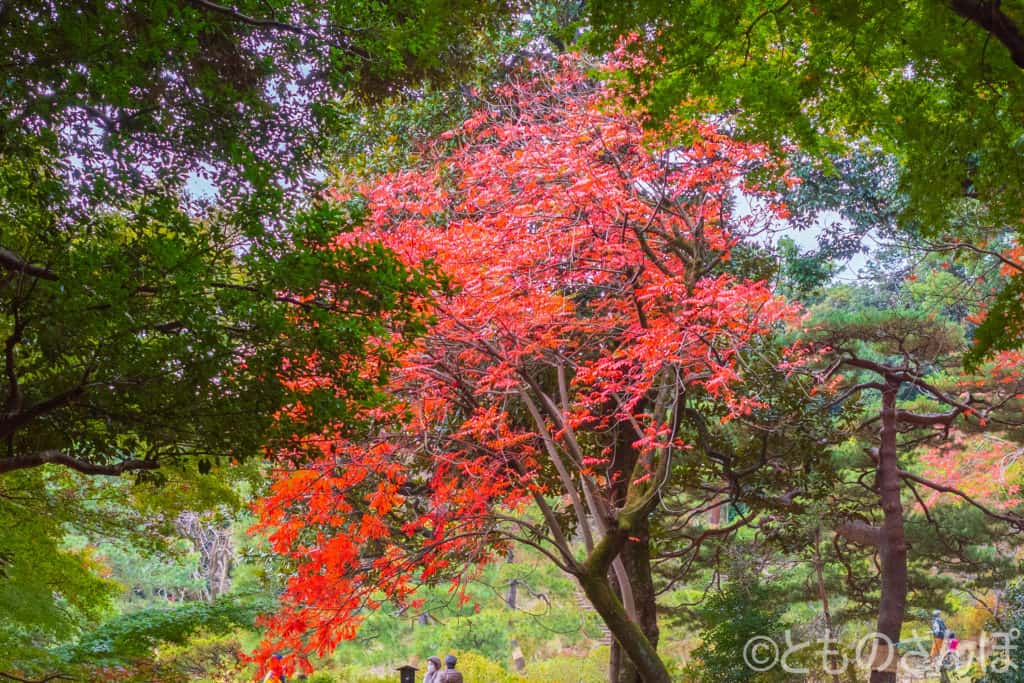 六義園、紅葉した木。