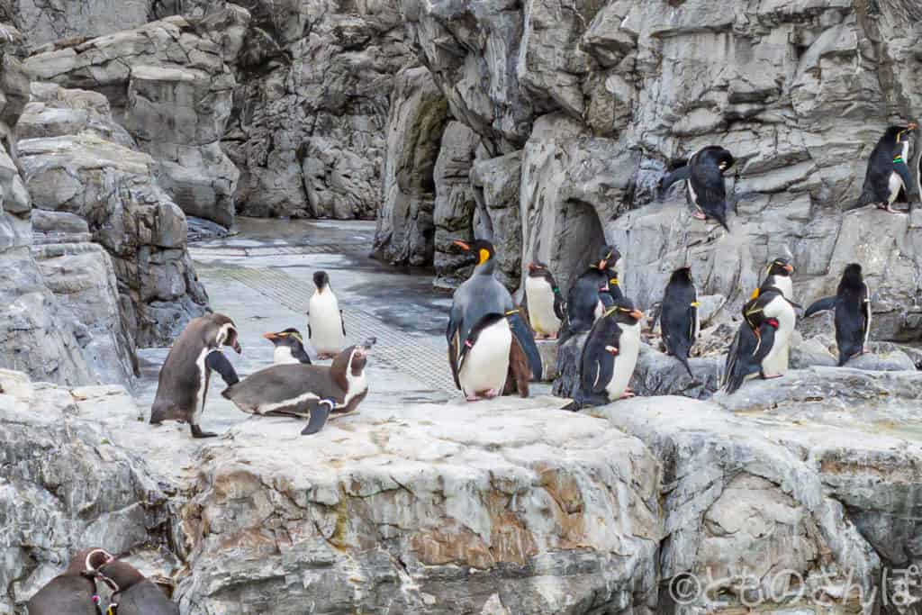 葛西臨海水族園ペンギンの生態コーナー。