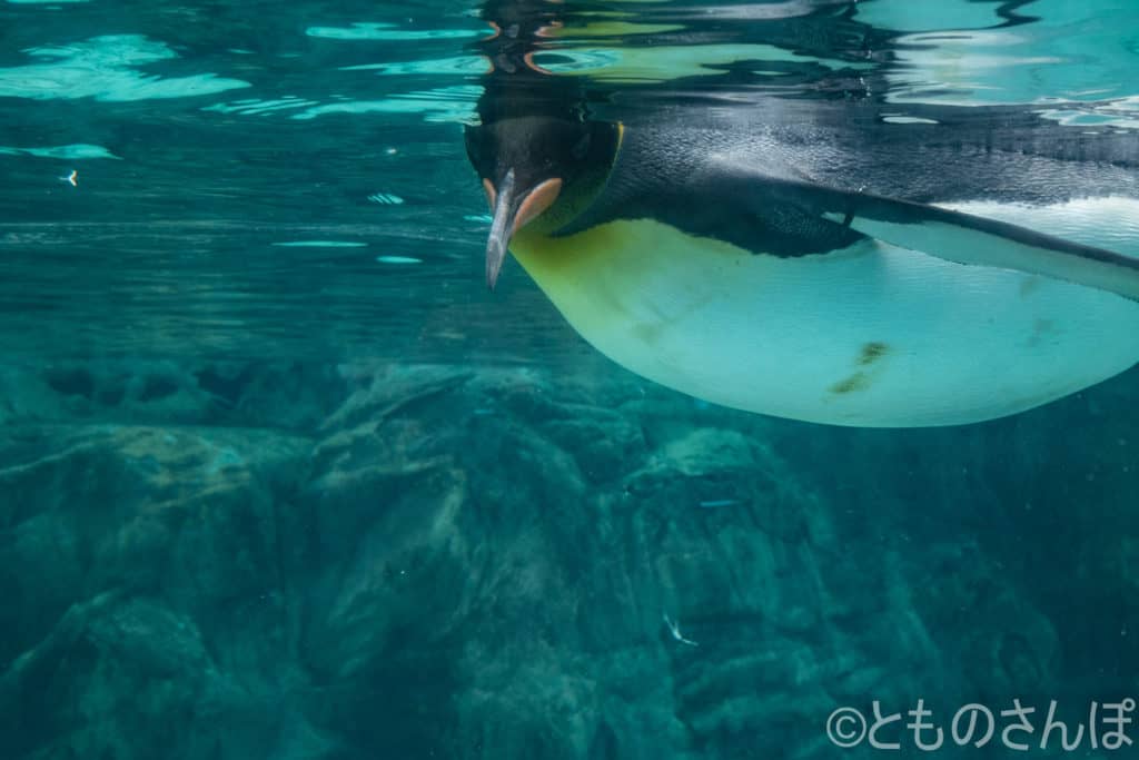 葛西臨海水族園のペンギン、水中の様子。