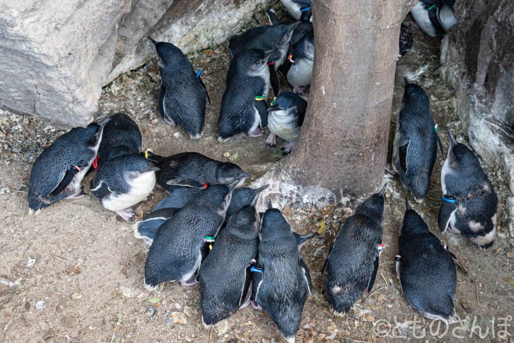 葛西臨海水族園、ペンギンの子どもたち。