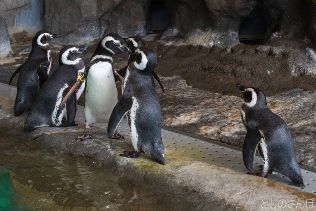 しながわ水族館のペンギン。