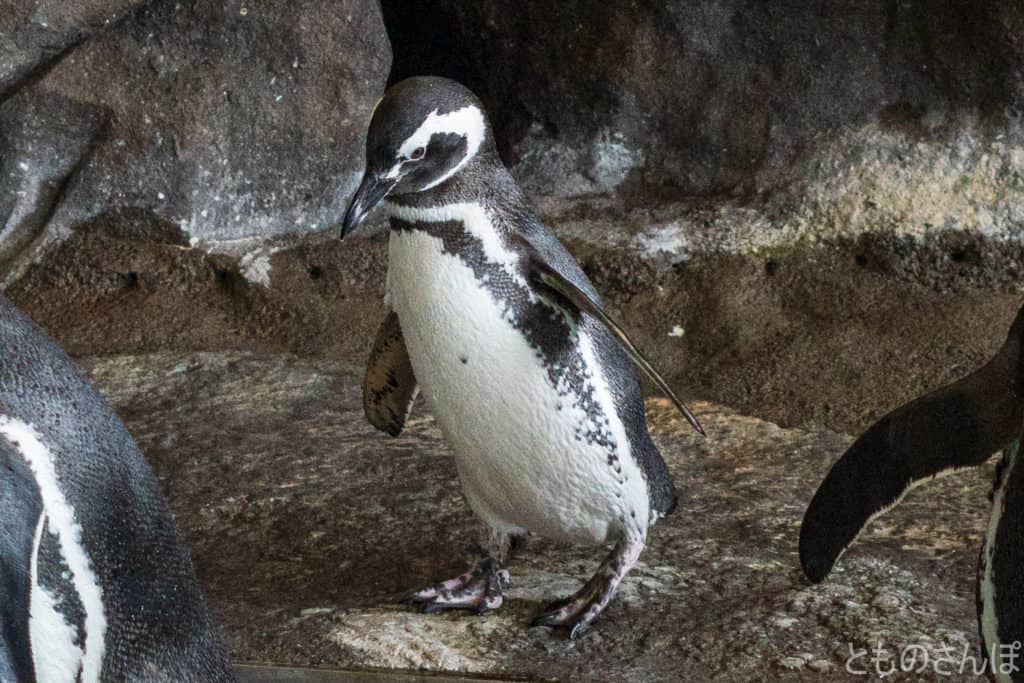 しながわ水族館のペンギン。