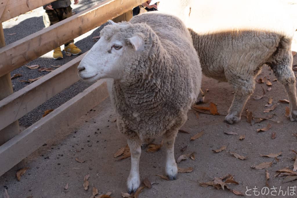 足立区生物園の羊。