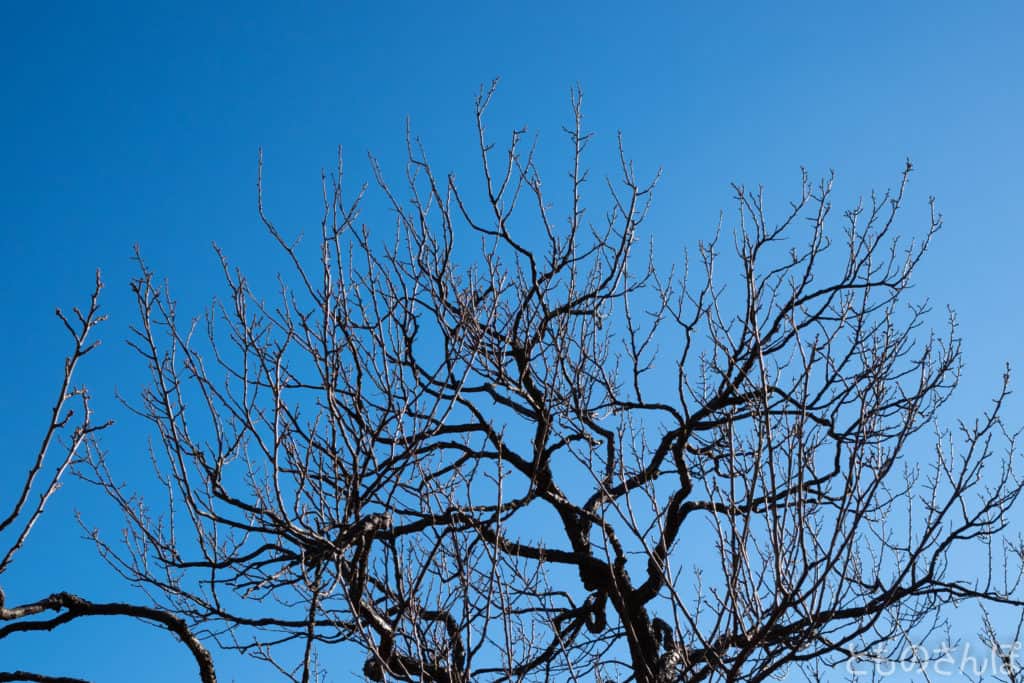 向島百花園の梅の木と青空。