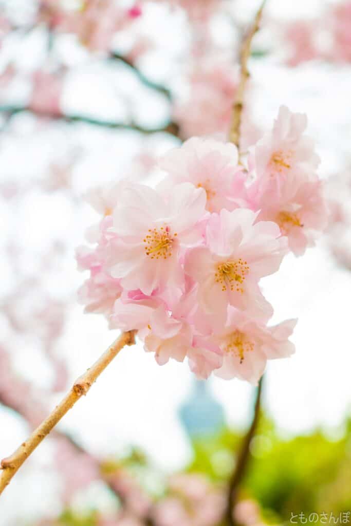 桜の花。