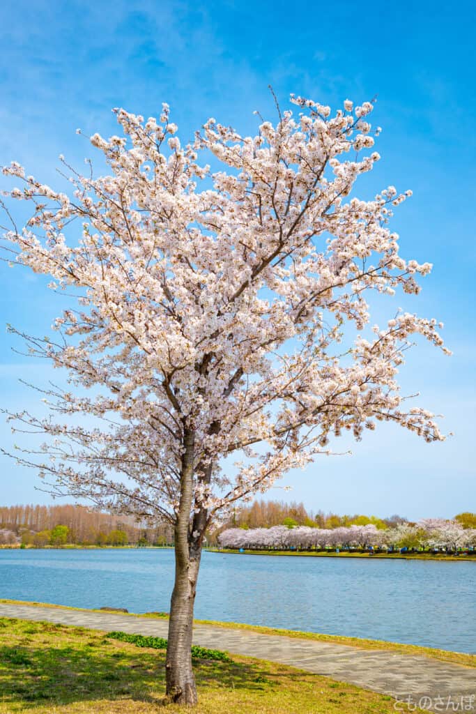 水元公園内の桜。