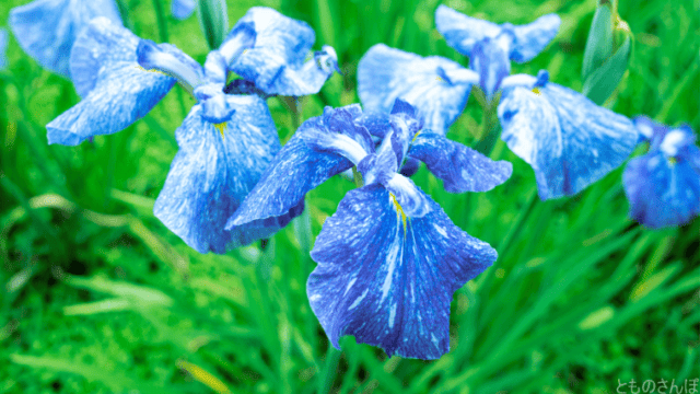 孤独な散歩者の 都立水元公園 丨雨の中 花菖蒲と紫陽花を撮影 とも運送 Com 仕事も遊びもゆるく楽しむ個人事業主のブログ