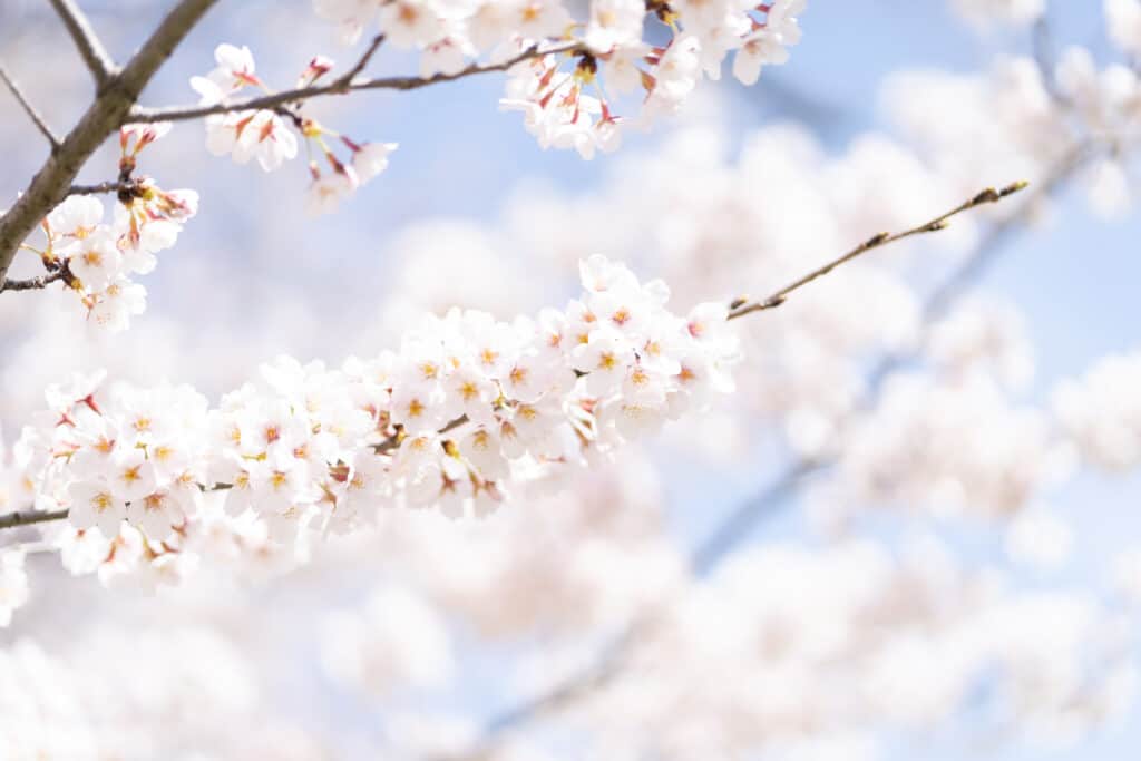 隅田公園の桜