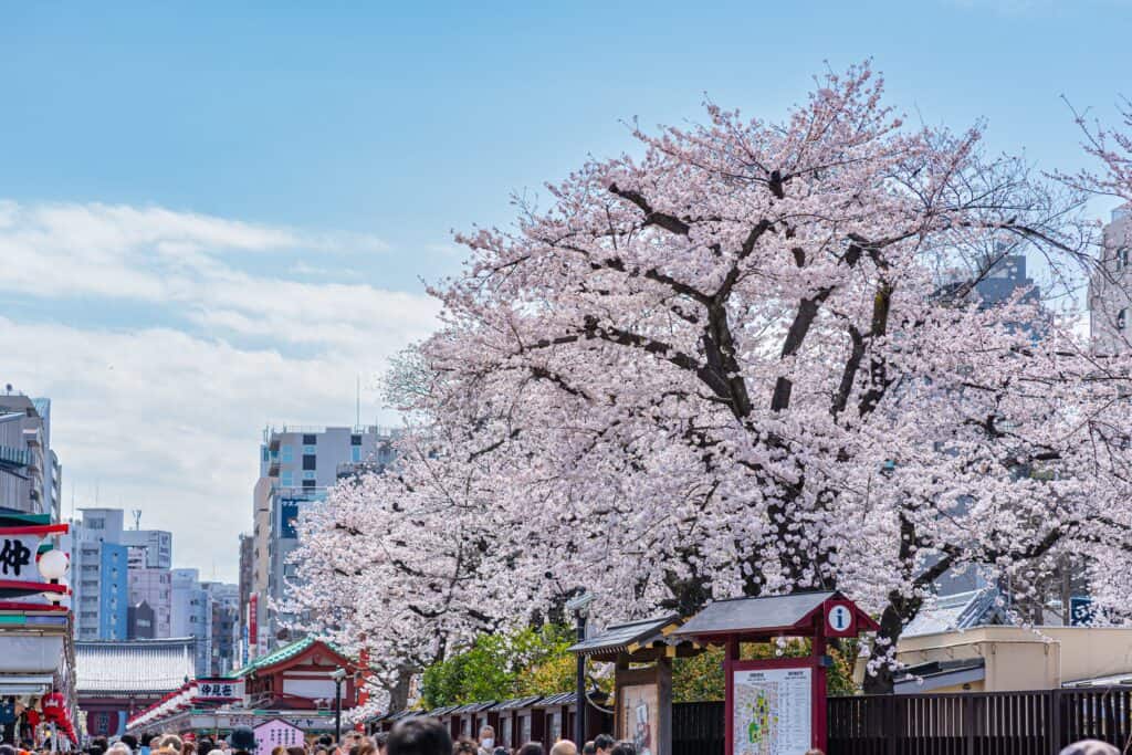 浅草寺参道の桜