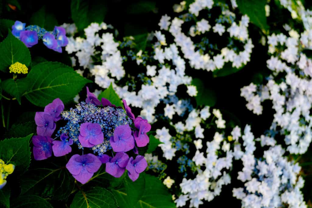 都立水元公園の紫陽花