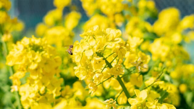 菜の花