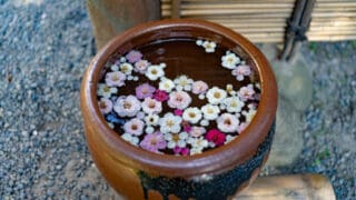 水鉢の梅の花