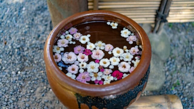 水鉢の梅の花