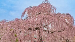 浅草寺しだれ桜