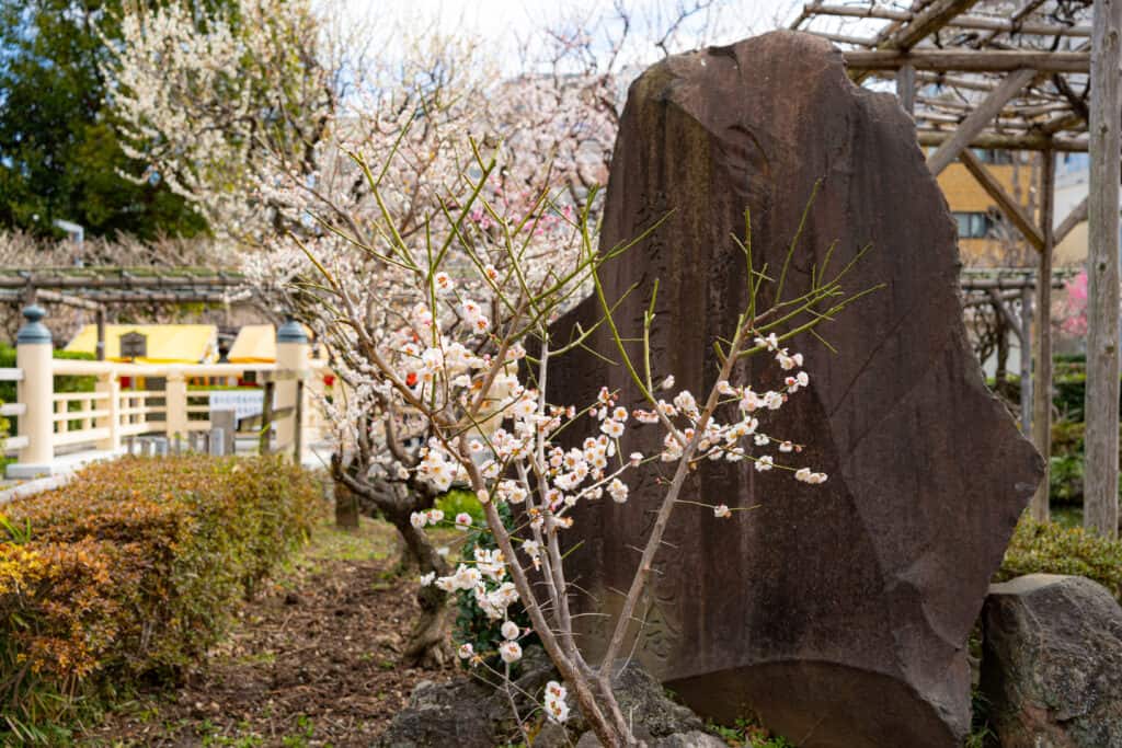 亀戸天神社の梅