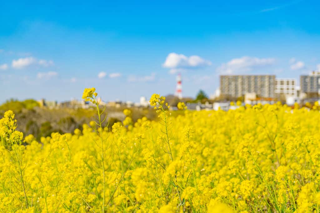 江戸川河川敷の菜の花