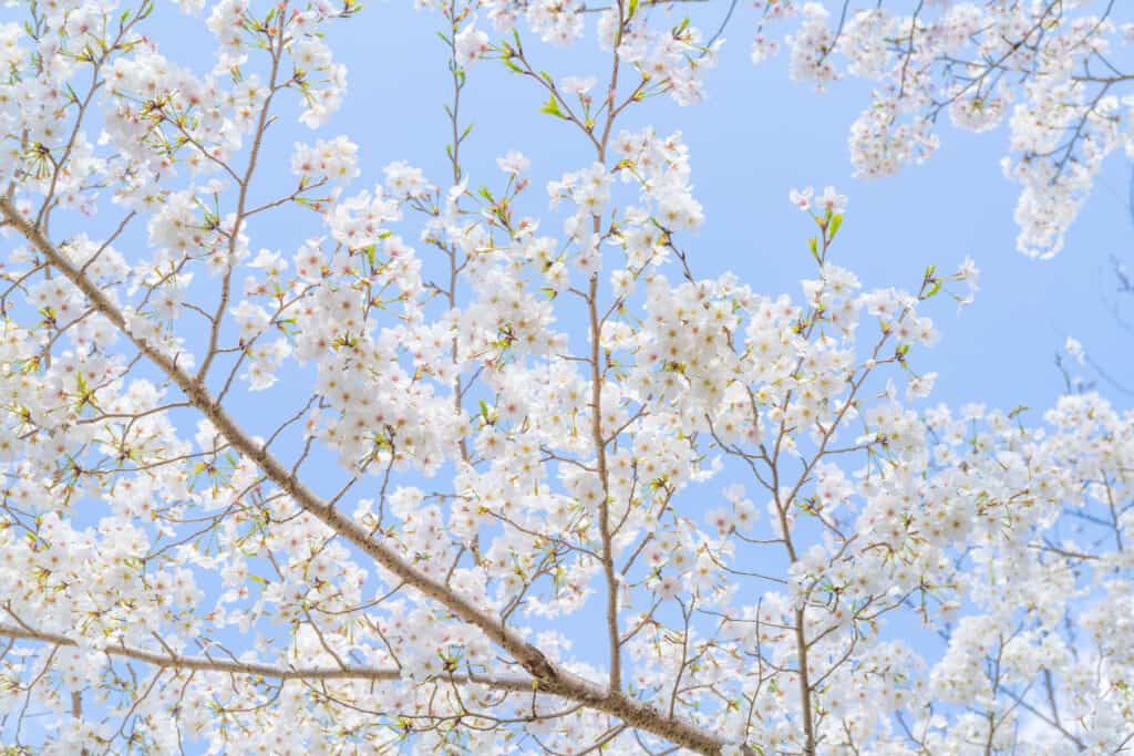 上野公園の桜【3月22日撮影】
#TLを花でいっぱいにしよう
#写真好きな人と繋がりたい
#キリトリセカイ
#ファインダー越しの私の世界 
#桜2023