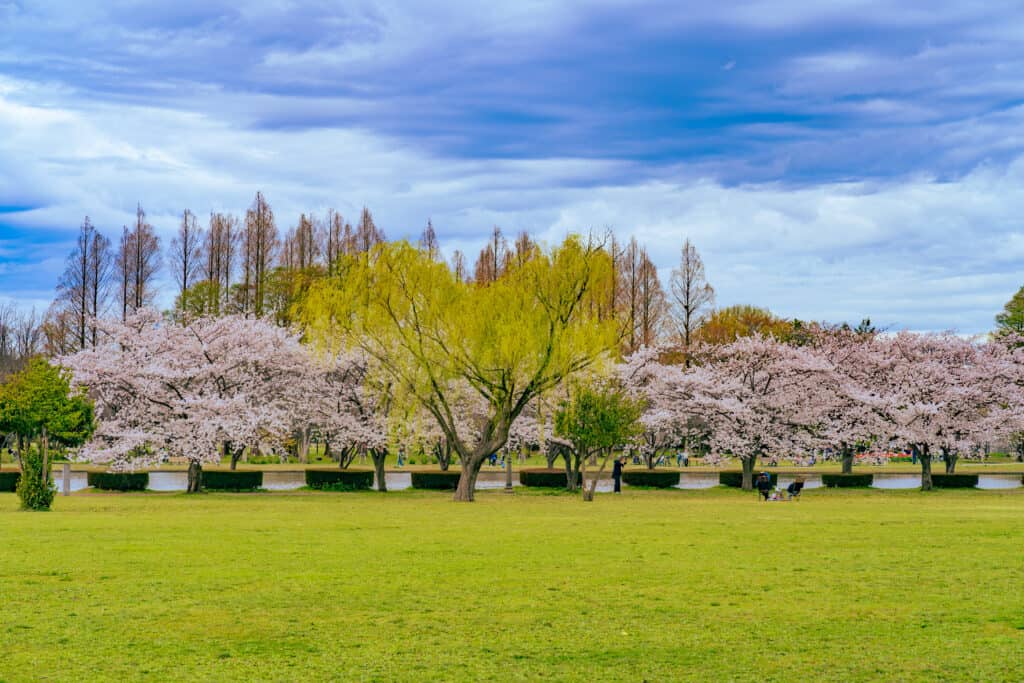みさと公園の桜とシダレヤナギ