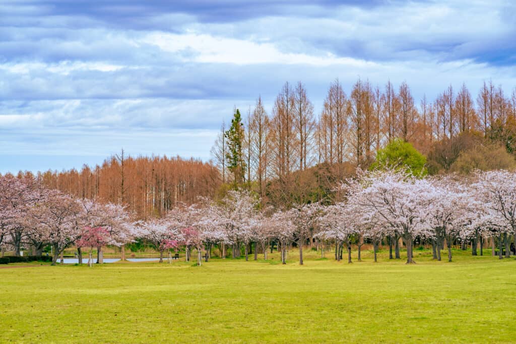 みさと公園の桜とシダレヤナギ
