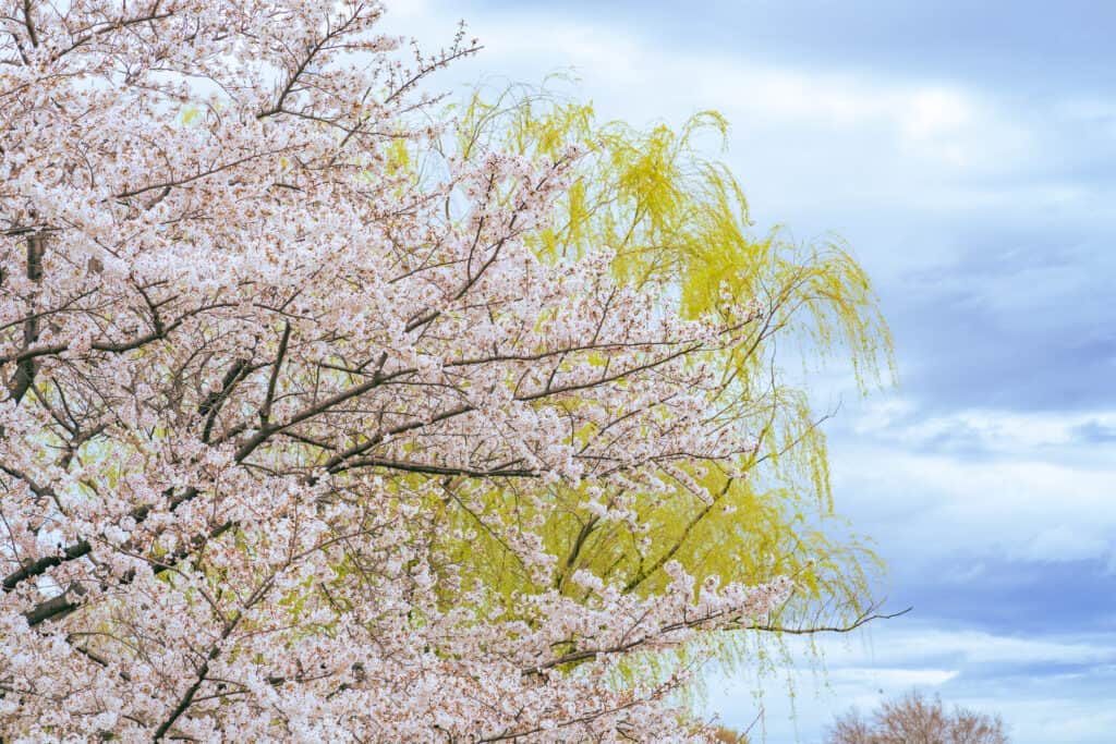 みさと公園の桜とシダレヤナギがとても綺麗でした。