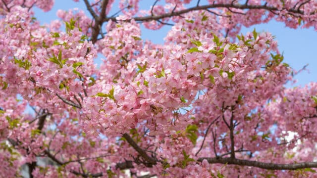 河津桜