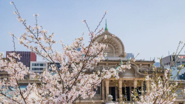 築地本願寺と桜