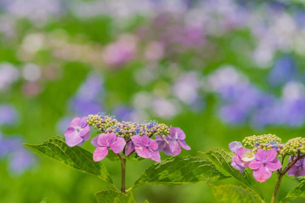 都立水元公園の紫陽花