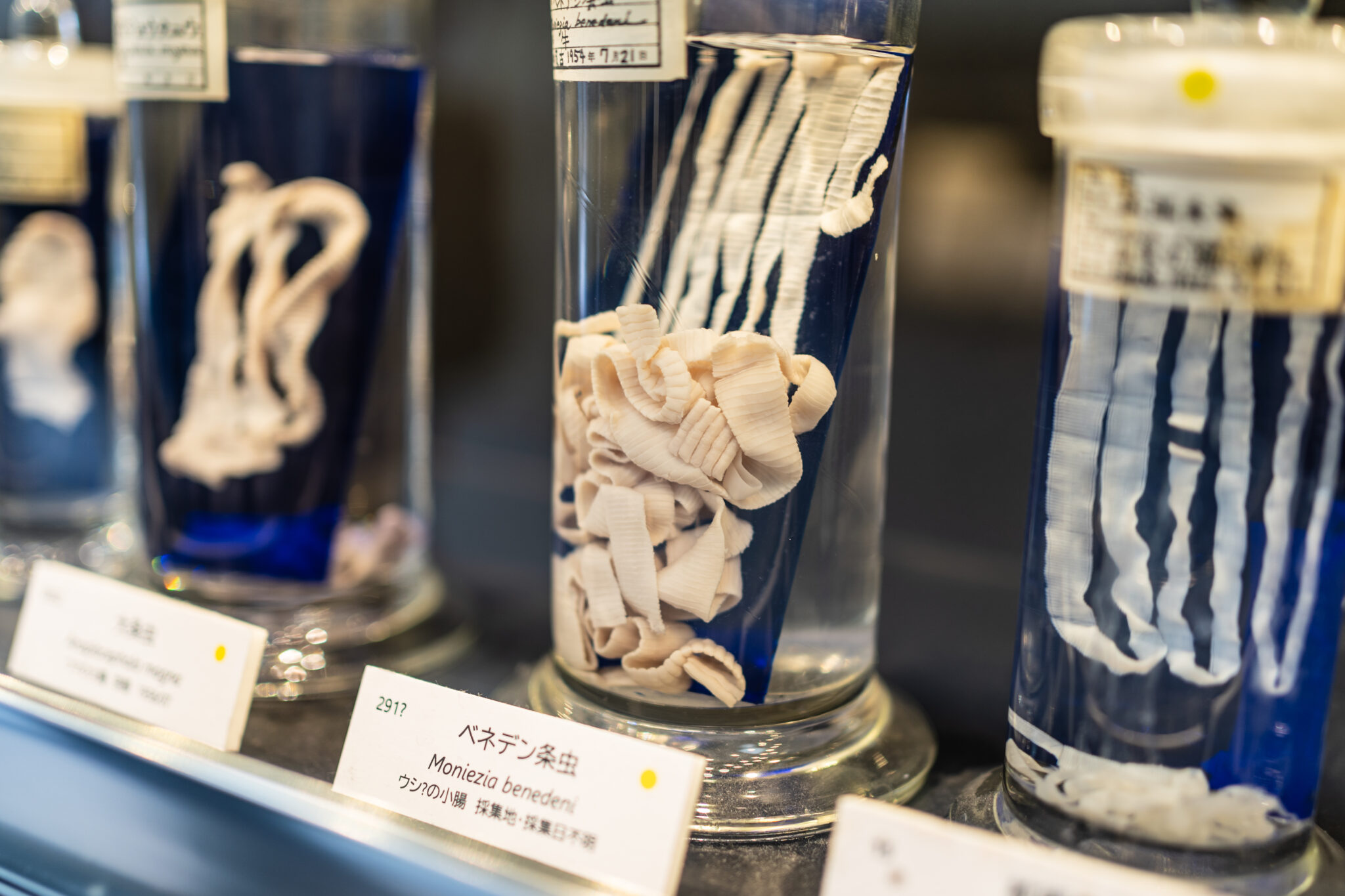 【目黒寄生虫館】「寄生虫」を専門に扱う研究博物館【2023年】丨散歩写真日記vol122 とものみ 