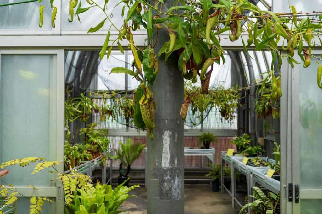 食虫植物温室