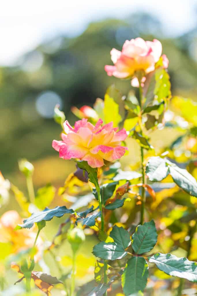 旧古河庭園の秋バラ（ピンクと黄色）