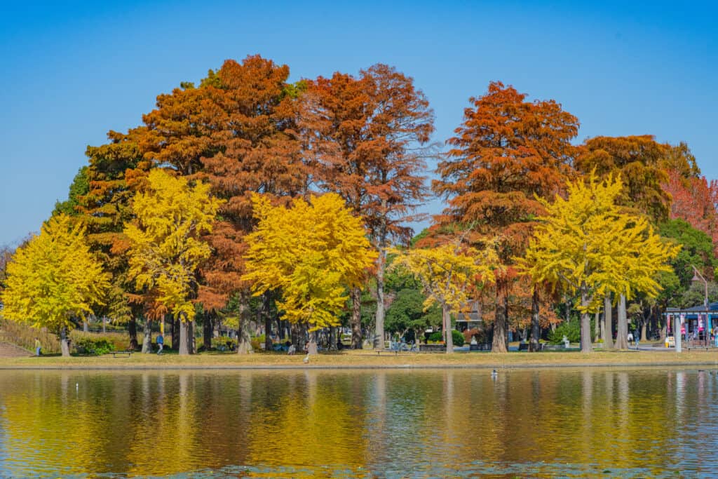 水元公園の紅葉の様子（2023年）
