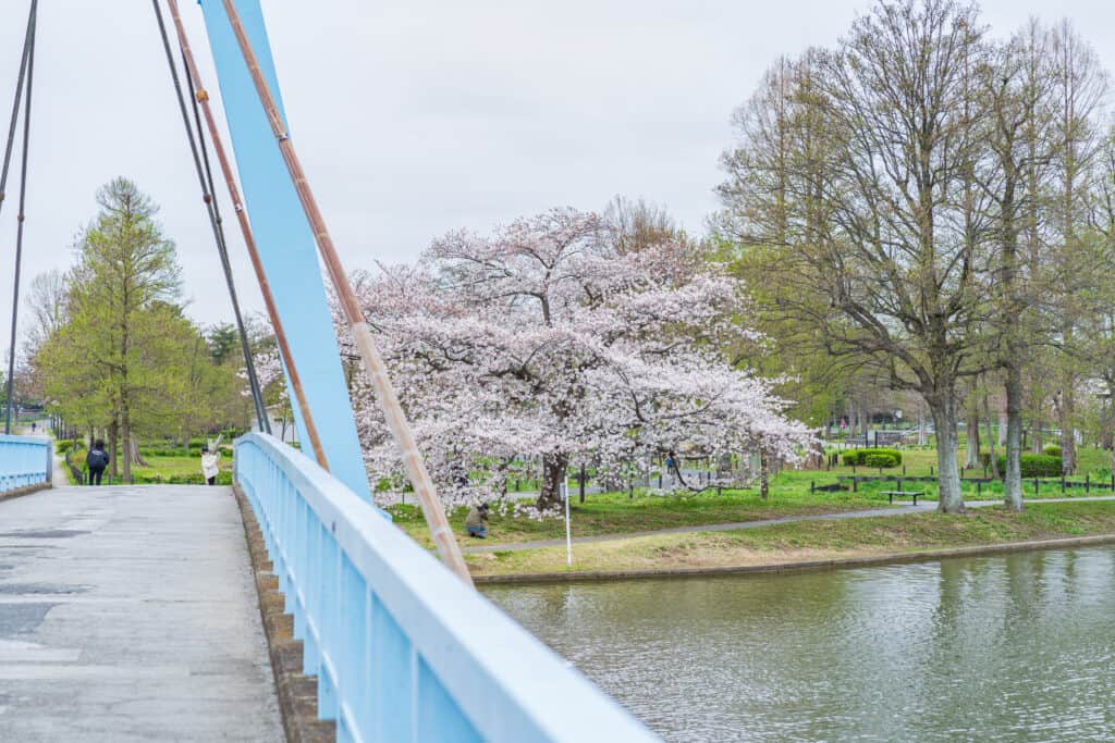 都立水元公園の桜