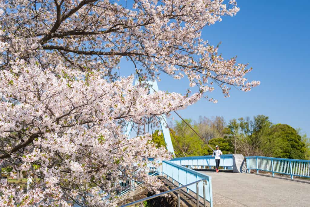 都立水元公園の桜