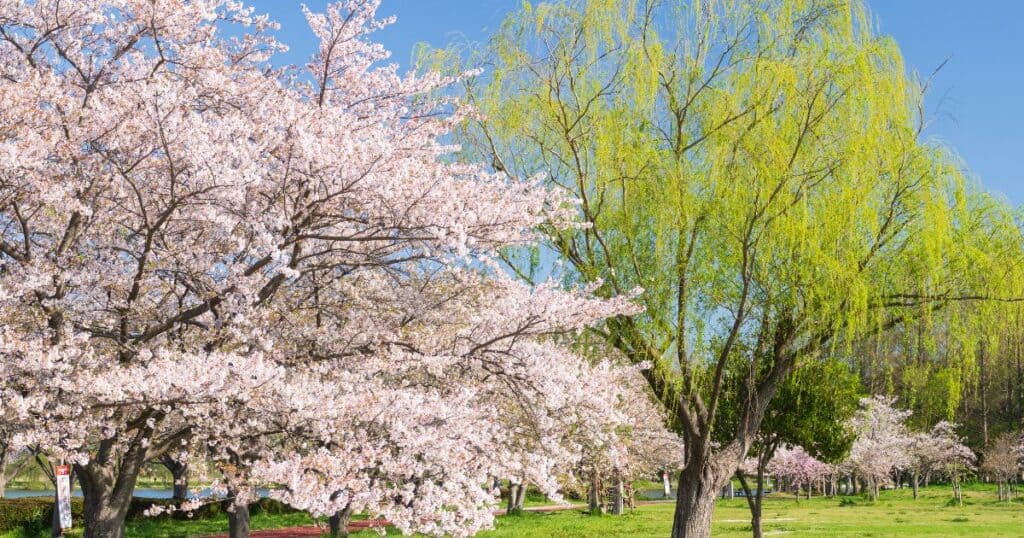 みさと公園の桜